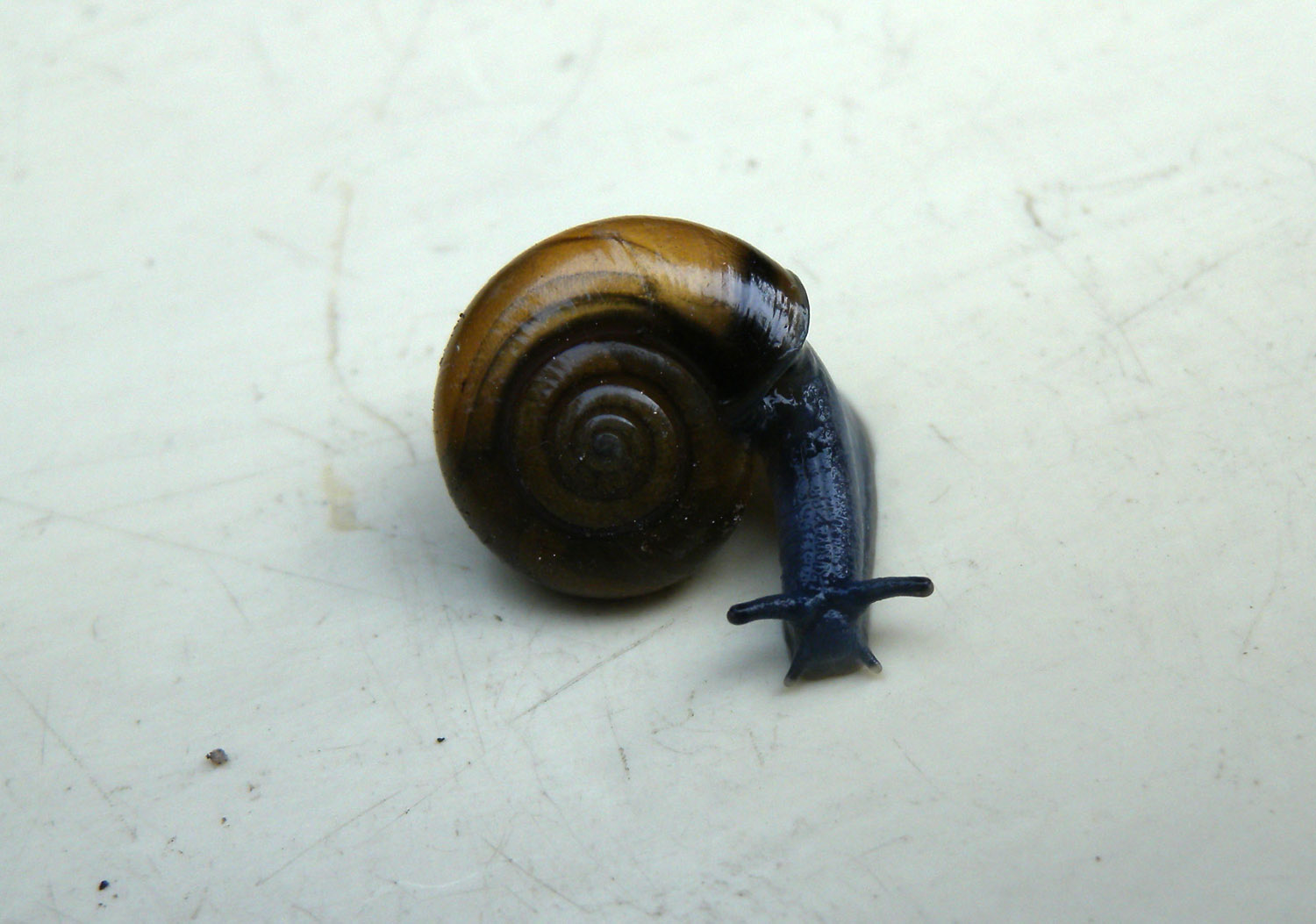 da identificare
